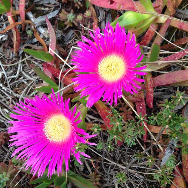 flor resistente a salinidade