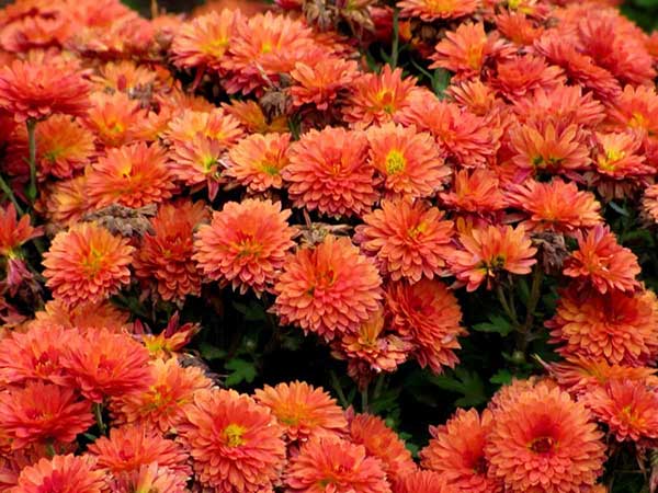 Crisantemos 3 flores italianas