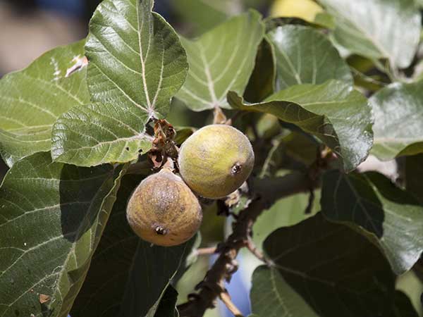 Imagens do Ficus sycomorus