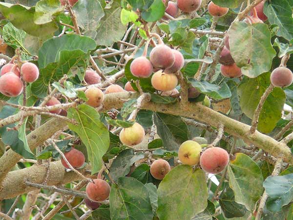 Ficus sycomorus