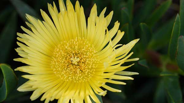 Carpobrotus edulis