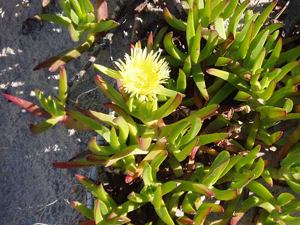 Características da Carpobrotus edulis