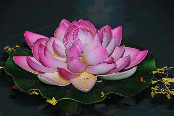flores do egito