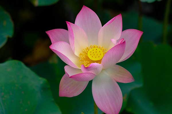 fotos de plantas egípcias