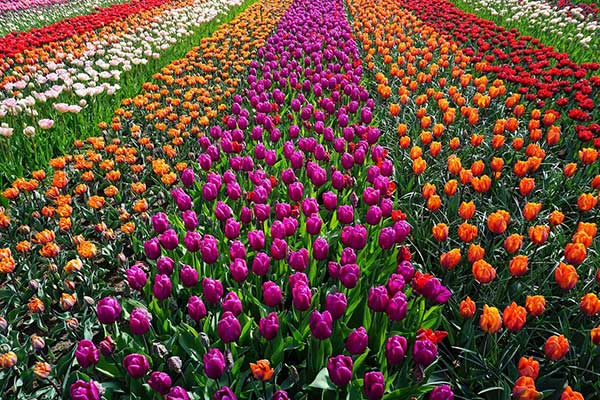 divisões das flores