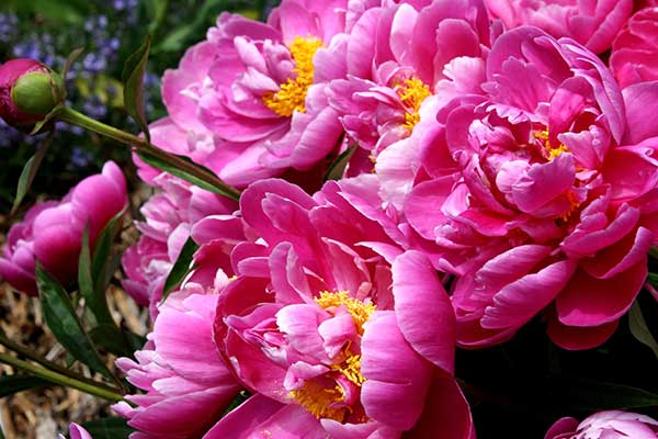 Flores italianas vegetação nativa