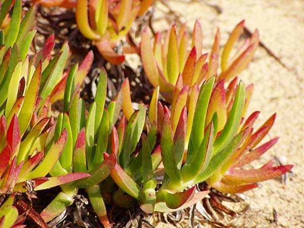 Como plantar chorão das praias