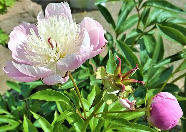 Fotos de Peonias plantas italianas
