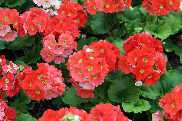 Fotos de canteiro de flores