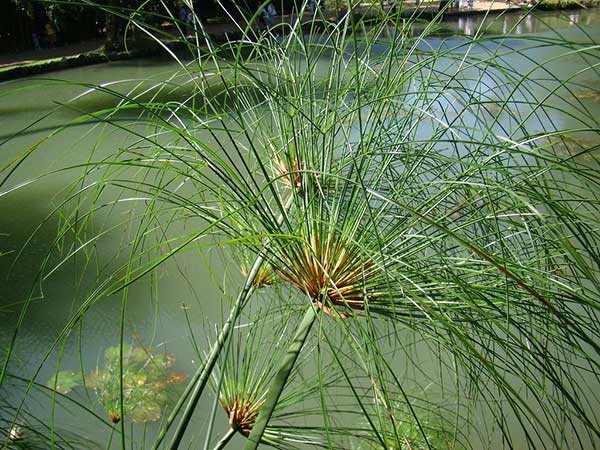 vegetação do egito