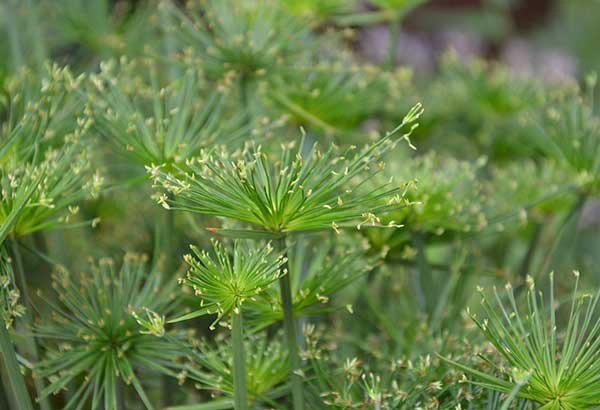 vegetação nativa