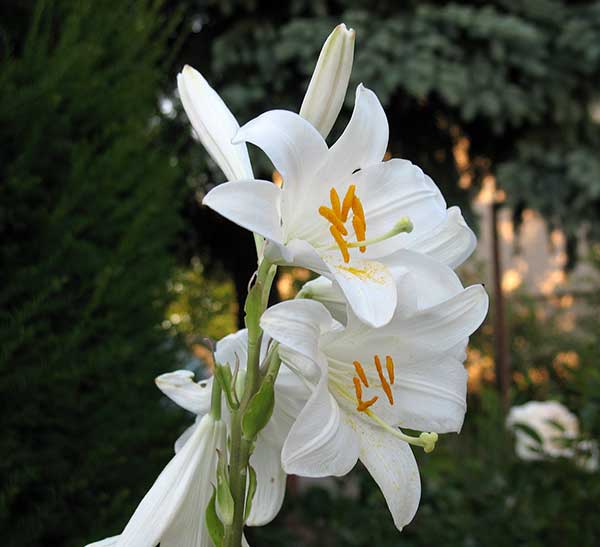 Lirio Branco lírio da itália