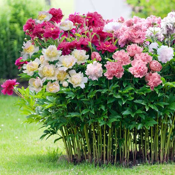 Peonias plantas da itália
