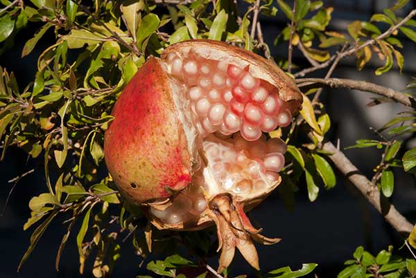 fruto comestível