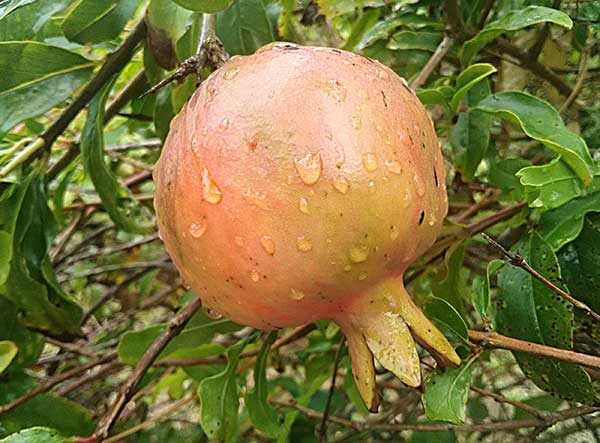 fruto nutritivo