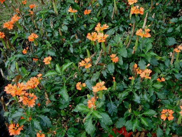Fotos de Crossandra infundibuliformis