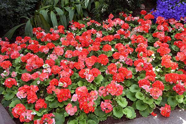 canteiro de flores