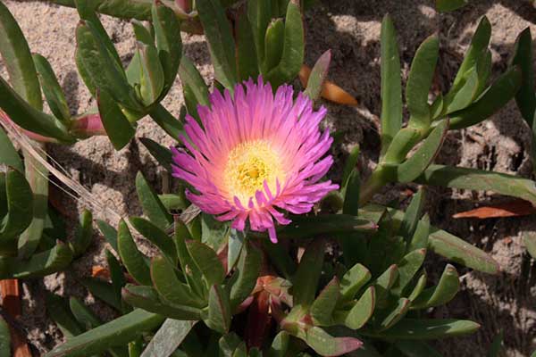 de origem africana