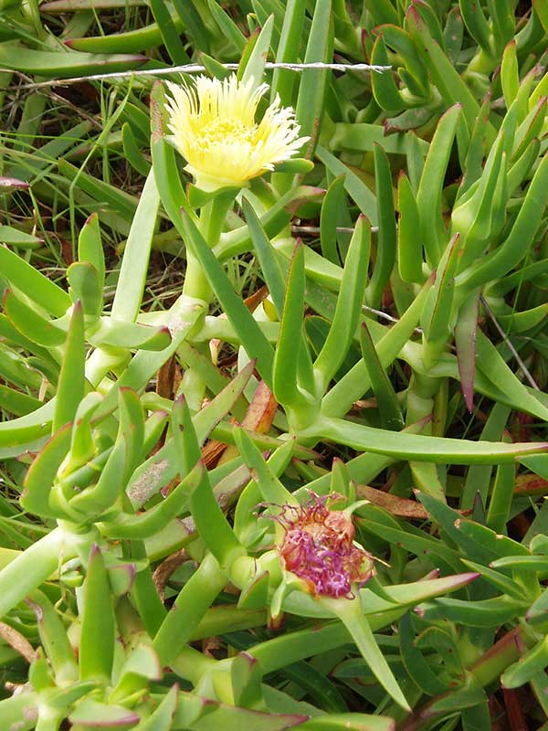 suculenta de origem africana
