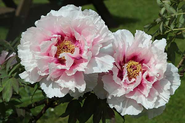 planta da italia flores grandes