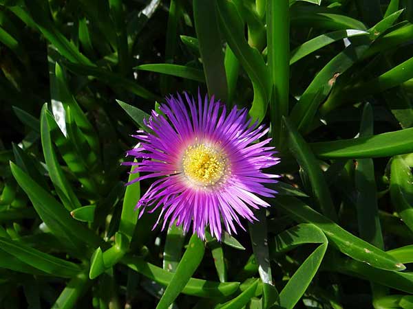 flor roxa