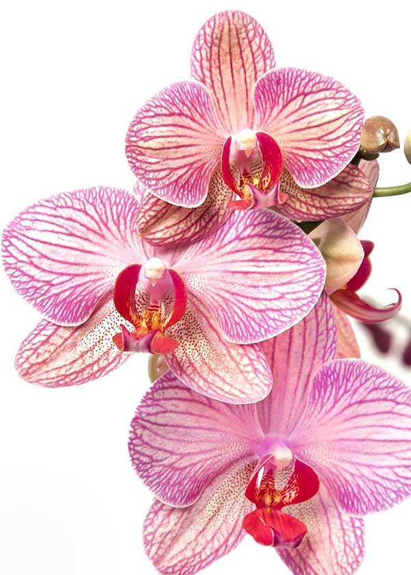 Orquidea Phalaenopsis 3 Orquidea Phalaenopsis 3