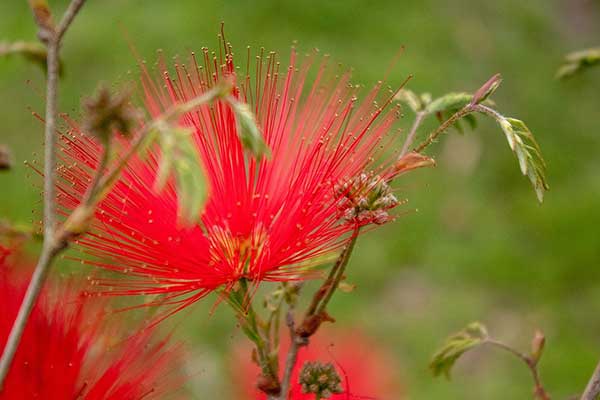 caliandra