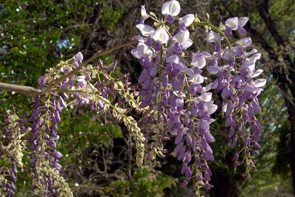 Cuidados com glicinia como cultivar em casa