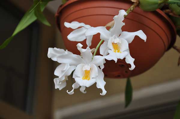 Fotos de orquídea branca de neve