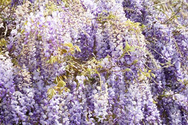 Cultivo de glicinia 3. Conheça outros tipos de glicínia:
