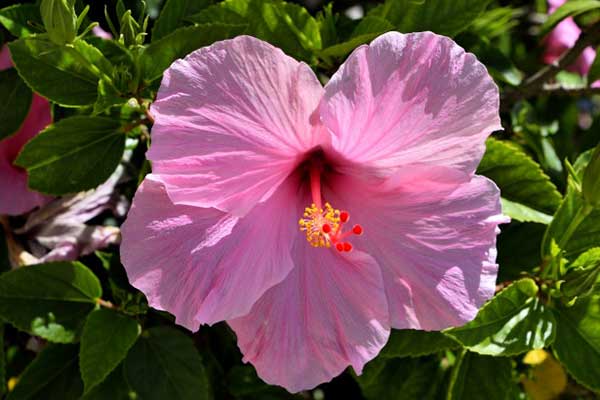Especies de Flor de Hibisco Flor de Hibisco