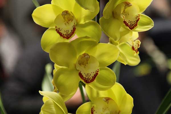 fotos de orquídea amarela