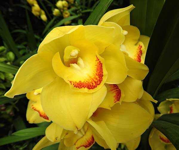 orquídeas amarelas