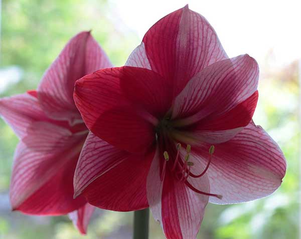 amarilis amarilis