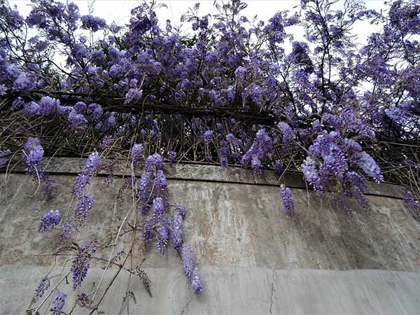cachos de flores 1. Como plantar uma glicínia?