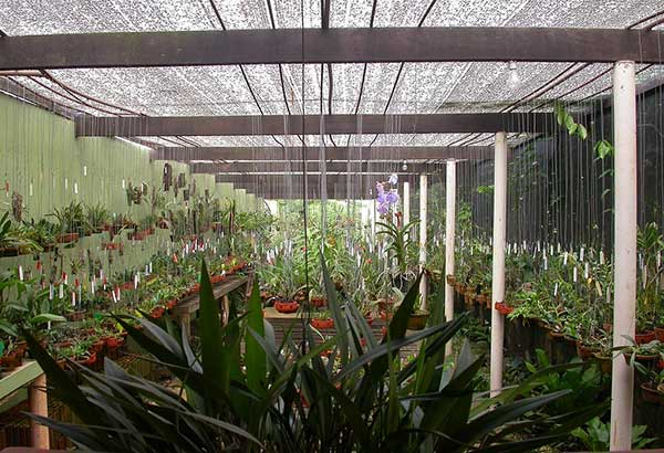orquidário em casa