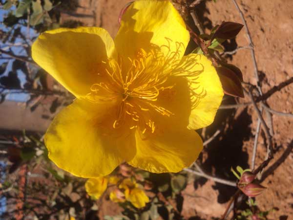 flores do cerrado