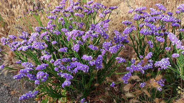 Lavanda-do-mar