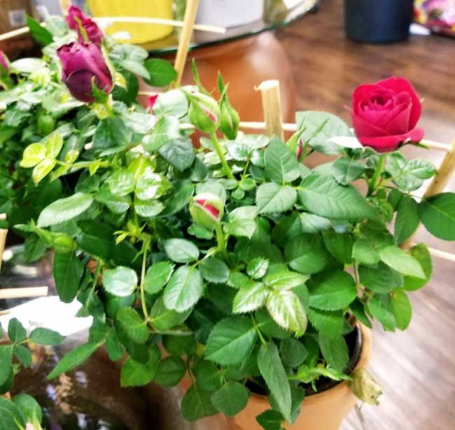 cuidados com mini roseira 1