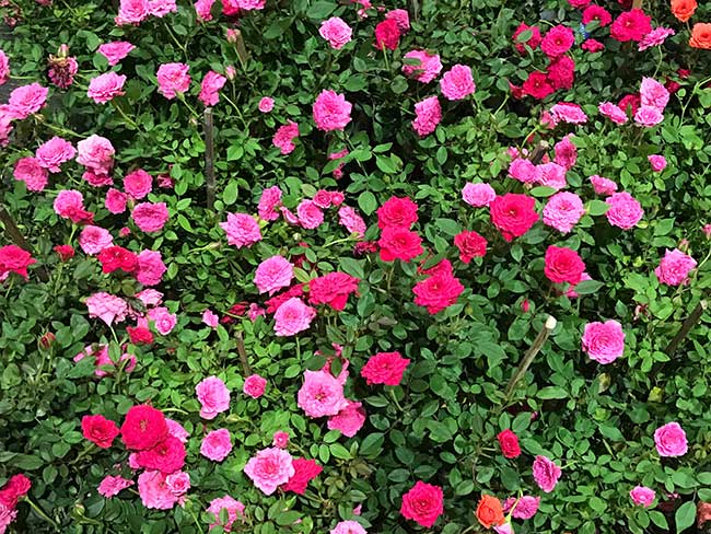 mini roseira pink
