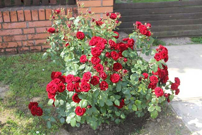 mini roseira vermelha