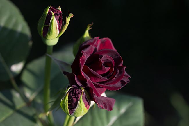 Tipos de Rosas