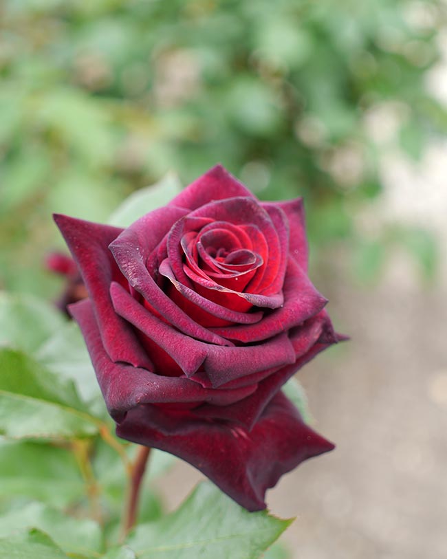 Tipos de Rosas vermelhas
