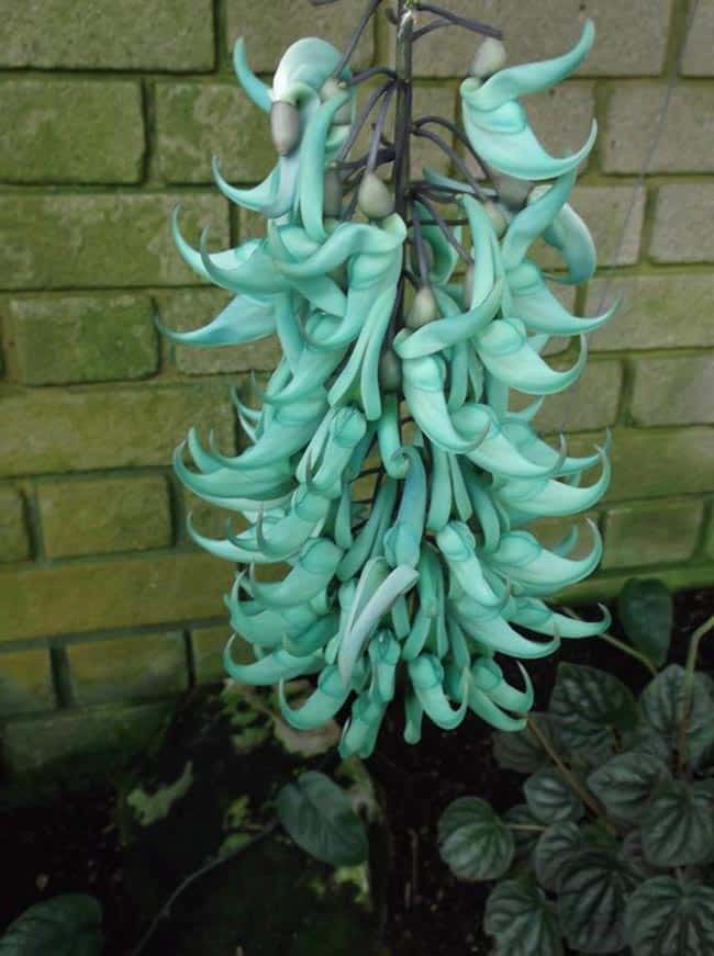 Cuidados com Flor de Jade significado das cores