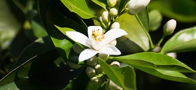 Citrus Aurantium