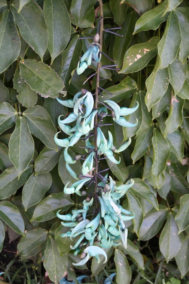 Cuidados com flor verde flor de jade