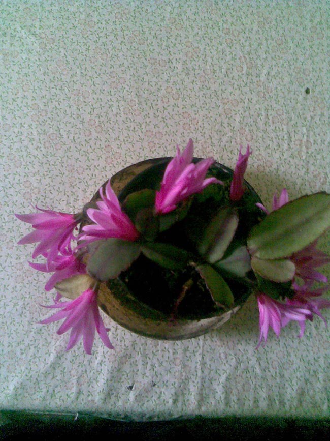 para cultivar em casa