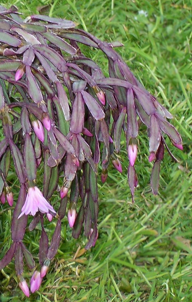 Imagens de flor de outubro