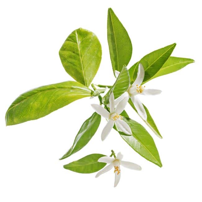Espécie de Citrus Aurantium