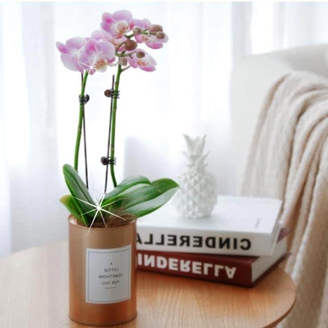 Orquideas para parabens 4 Orquideas para parabens 4